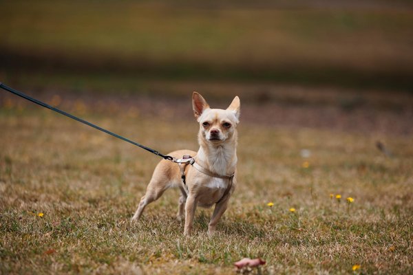 Come inserire la robotica educativa nei programmi scolastici delle scuole superiori tecniche?