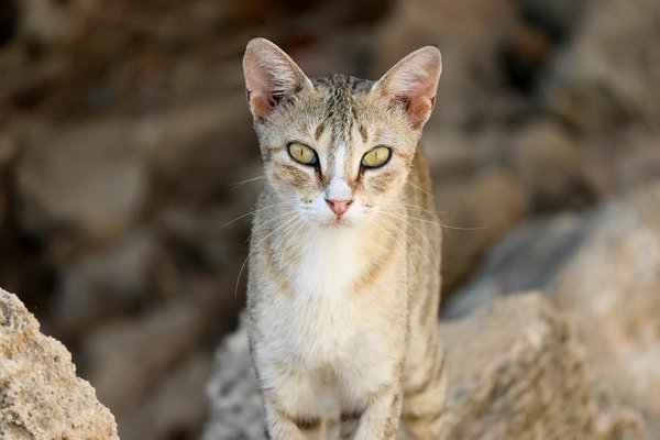 Scopri come esaltare una silhouette curvy con l"abbigliamento estivo in lino: consigli e tendenze